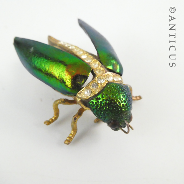 Modern Real Elytra Beetle Brooch, Plated.