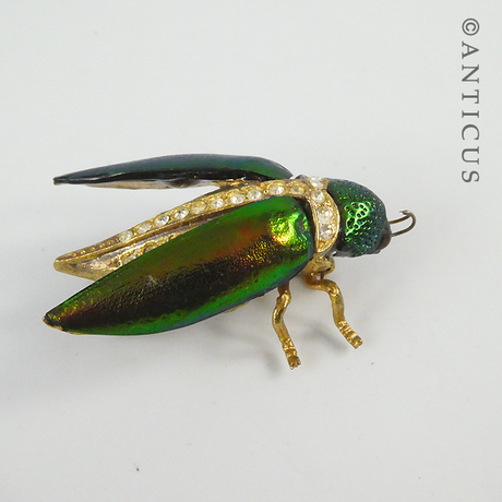 Modern Real Elytra Beetle Brooch, Plated.