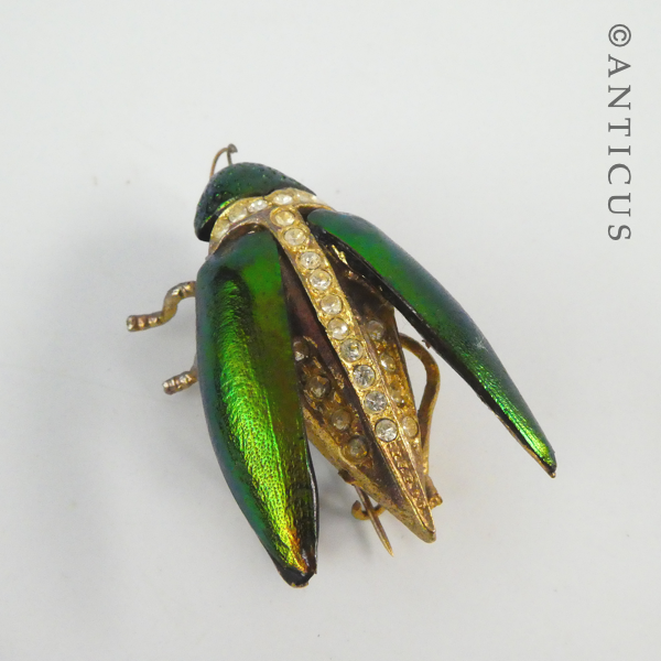 Modern Real Elytra Beetle Brooch, Plated.