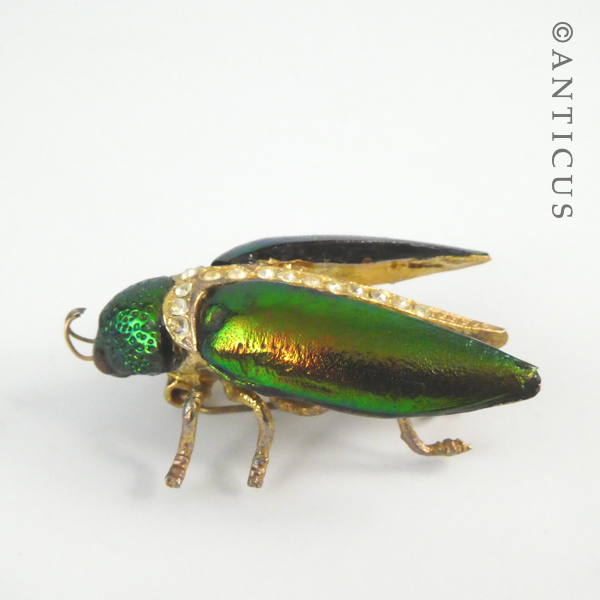 Modern Real Elytra Beetle Brooch, Plated.