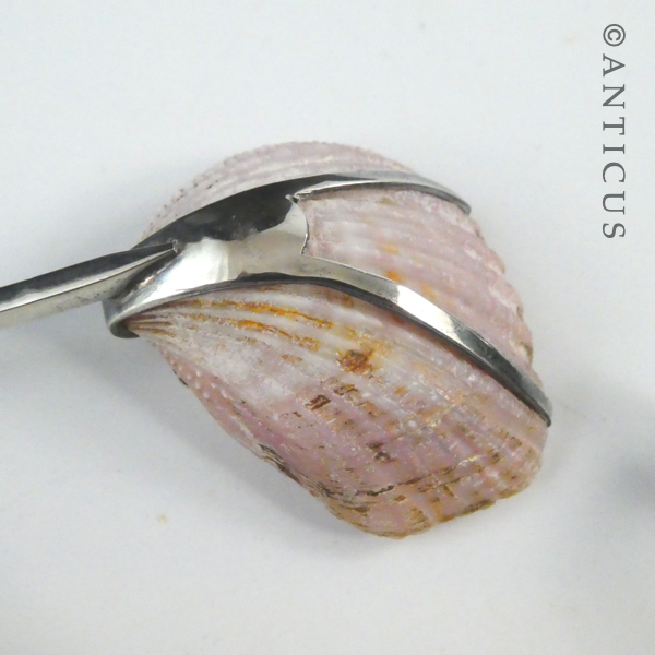 Australian Sterling Silver and Shell Sugar Spoon.