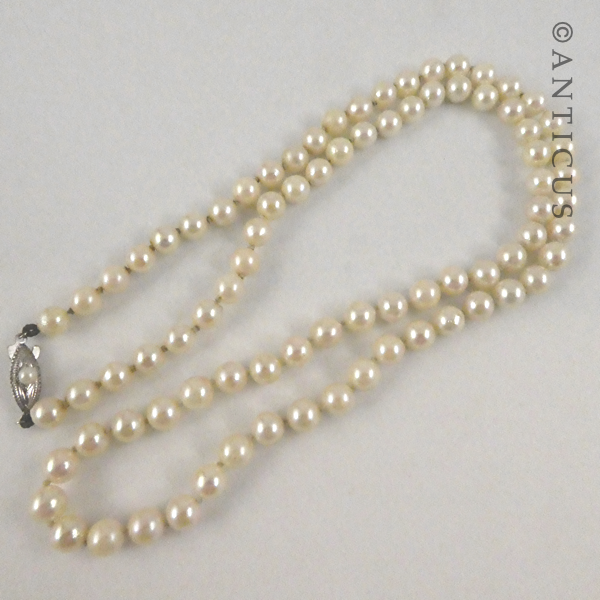 Cultured Pearls Necklace with Silver Clasp.