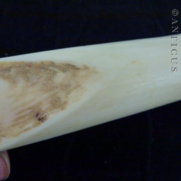 African Carved Tusk.