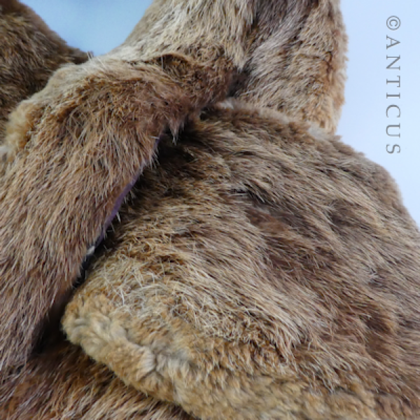 Vintage Fur Collar or Scarf.