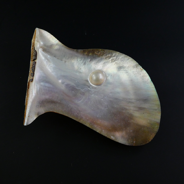 Blister Pearl on Shell.