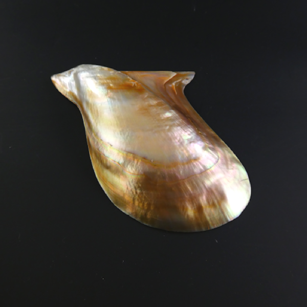 Blister Pearl on Shell.
