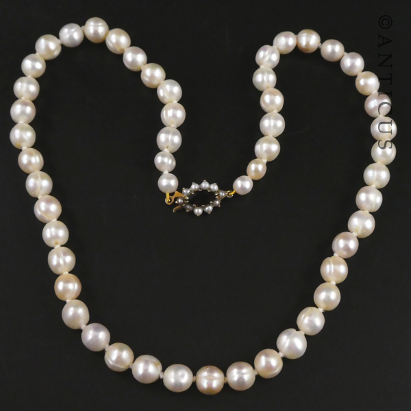 Strand of Pearls with Gold and Garnet Clasp.
