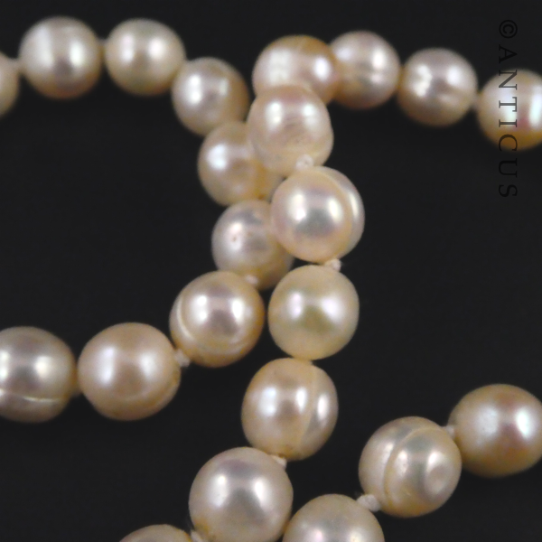 Strand of Pearls with Gold and Garnet Clasp.