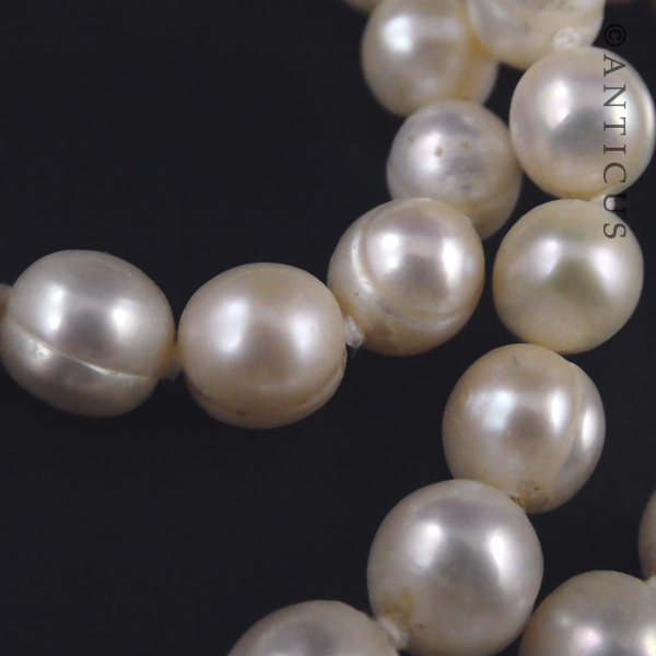 Strand of Pearls with Gold and Garnet Clasp.