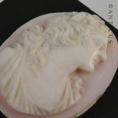Unset Shell Cameo, Woman's Head.