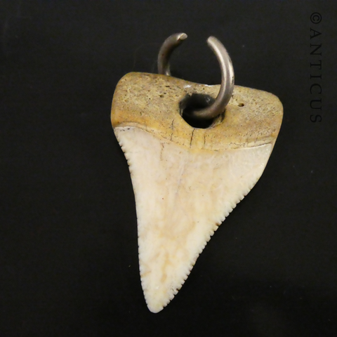 Old Shark's Tooth Pendant.