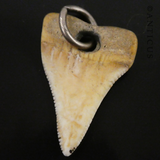 Old Shark's Tooth Pendant.