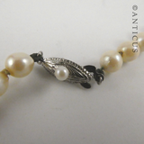 Cultured Pearls Necklace with Silver Clasp.