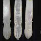 Antique Ten Piece Boxed Fruit Knives and Forks.