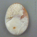 Unset Carved Shell Cameo of Edwardian Style Woman.