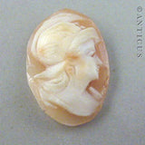 Un-set Carved Cameo, Head, Ring Size.