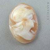 Un-set Carved Cameo, Head, Ring Size.