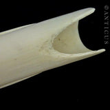 African Carved Tusk.