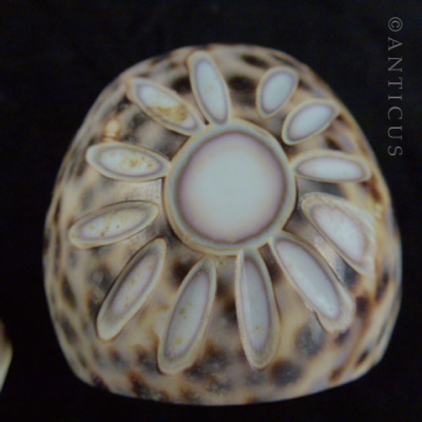 Pair of Cowrie Shell Napkin Rings, Carved Flower.