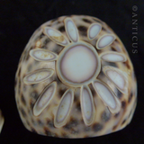 Pair of Cowrie Shell Napkin Rings, Carved Flower.