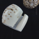 Pair of Cowrie Shell Napkin Rings, Carved Flower.
