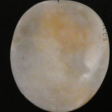 Unset Genuine Cameo, Victorian Woman.