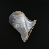 Blister Pearl on Shell.
