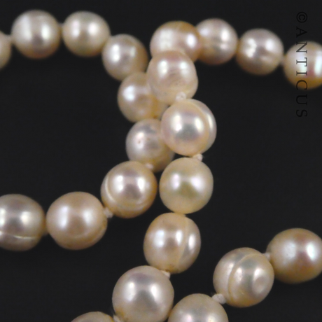 Strand of Pearls with Gold and Garnet Clasp.